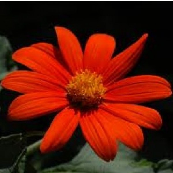 Omaxe Tithonia Torch Red Seeds